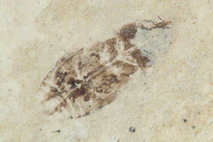 Suborder Homoptera .20