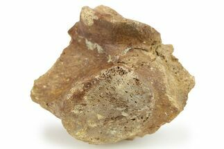 Hadrosaur (Edmontosaurus) Vertebra Process Section - Montana #268554