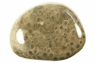 Polished Petoskey Stone (Fossil Coral) - Michigan #268018