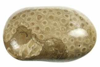 Polished Petoskey Stone (Fossil Coral) - Michigan #268024