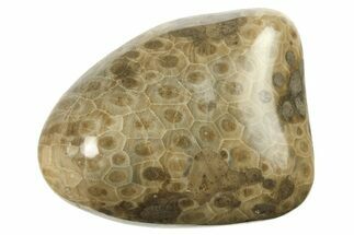 Polished Petoskey Stone (Fossil Coral) - Michigan #268025