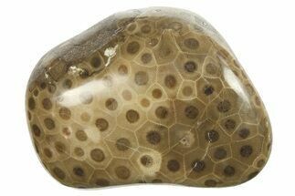 Polished Petoskey Stone (Fossil Coral) - Michigan #268032