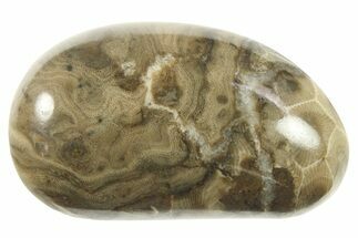 Polished Petoskey Stone (Fossil Coral) - Michigan #268039