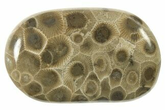 Polished Petoskey Stone (Fossil Coral) - Michigan #268047