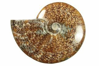 Polished Ammonite (Cleoniceras) Fossil - Madagascar #266277