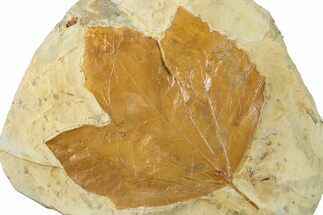 Fossil Sycamore Leaf (Macginitiea) - Montana #268146