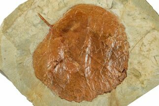 Fossil Leaf (Zizyphoides) - Montana #268169