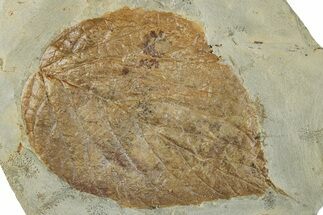 Fossil Leaf (Beringiaphyllum) - Montana #268177