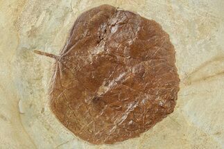 Fossil Leaf (Zizyphoides) - Montana #268304