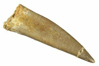 Fossil Plesiosaur (Zarafasaura) Tooth - Morocco #269244