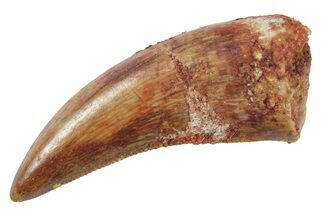 Serrated, Theropod (Deltadromeus?) Pre-Max Tooth - Morocco #268840