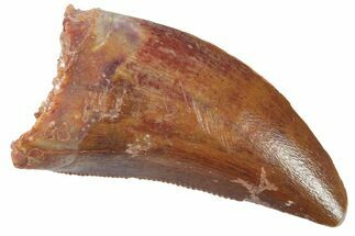 Serrated, Theropod (Deltadromeus?) Pre-Max Tooth - Morocco #268847