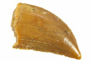 Serrated, Raptor Tooth - Real Dinosaur Tooth #268400