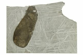 Etched Saint-Aubin Iron Meteorite Slice ( g) - France #269625