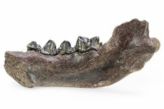 Fossil Cave Hyena (Crocuta crocuta spelaea) Mandible - Siberia #269615
