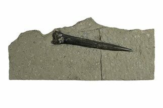 Fossil Belemnite (Acrocoelites) - Germany #266511