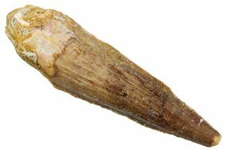Fossil Spinosaurus Tooth - Real Dinosaur Tooth #268180