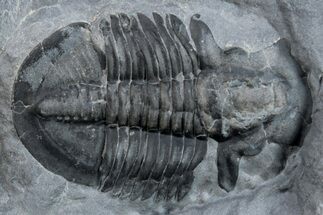 Asaphiscus Wheeleri Trilobite Molt - Utah #269703