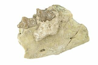 Oreodont (Merycoidodon) Jaw Section - South Dakota #268765