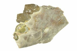 Oreodont (Merycoidodon) Jaw Section - South Dakota #268769