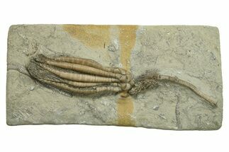 Fossil Crinoid Plate (Two Species) - Crawfordsville, Indiana #269730