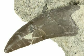 Rare, Serrated, Megalosaurid (Marshosaurus) Tooth - Colorado #269856