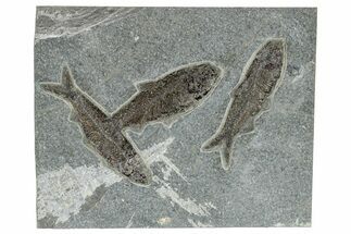 Plate With Three Knightia Fish Fossils - Bottom Cap Layer #269793