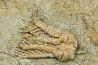 Fossil Crinoid (Phanocrinus) - Alabama #269881