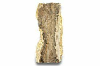 Polished, Petrified Wood (Metasequoia) Stand Up - Oregon #263733