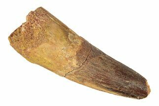 Fossil Spinosaurus Tooth - Real Dinosaur Tooth #268207
