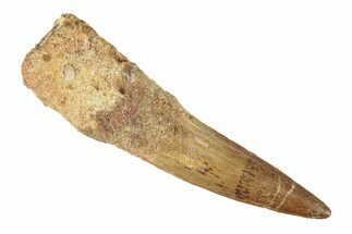 Bargain, Fossil Spinosaurus Tooth - Real Dinosaur Tooth #269010