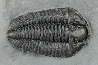 Calymene Niagarensis Trilobite Fossil - New York #269933