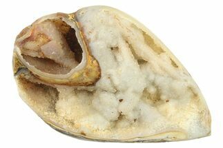 Chalcedony Replaced Gastropod With Sparkly Quartz - India #269802