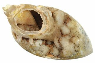 Chalcedony Replaced Gastropod With Sparkly Quartz - India #269811