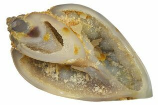 Gastropods For Sale