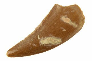 Raptor Tooth - Real Dinosaur Tooth #268713