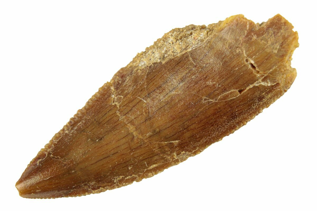 Raptor Tooth In Collector's Box - Astro West - Touch Of Modern
