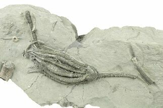 Fossil Crinoid (Scytalocrinus) - Crawfordsville, Indiana #269853