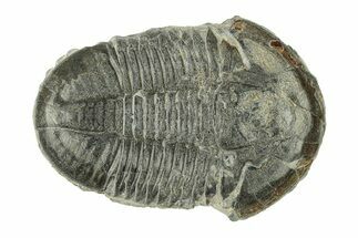 Asaphiscus Wheeleri Trilobite - Utah #269909