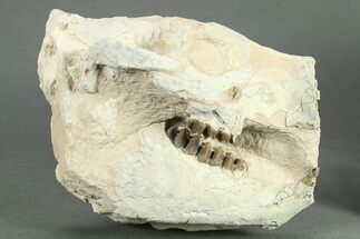 Fossil Oreodont (Merycoidodon) Partial Skull - South Dakota #269862