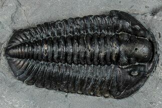 Calymene Niagarensis Trilobite Fossil - New York #269948