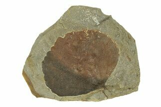 Fossil Leaf (Zizyphoides) - Montana #269311