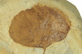 Fossil Leaf (Zizyphoides) - Montana #269329