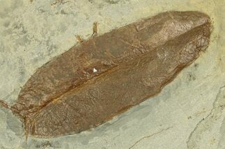 Fossil Leaf (Crassidenticulum) - Montana #269333