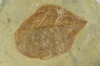 Fossil Leaf (Cissites rocklandensis) - Uncommon Species #269352