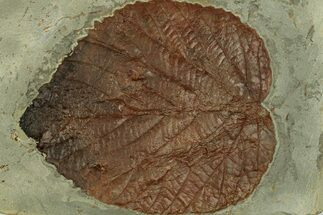 Fossil Leaf (Davidia) - Montana #269358