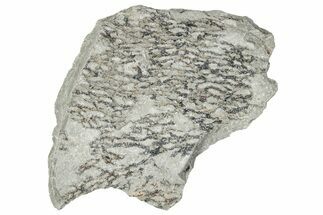 Silurian Bryozoan Fossil Plate - New York #270001