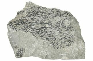 Silurian Bryozoan Fossil Plate - New York #270002