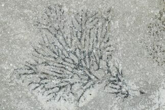 Silurian Bryozoan Fossil Plate - New York #270004