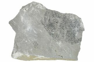 Silurian Bryozoan Fossil Plate - New York #270007